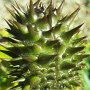 The seed of the Jimson Weed (Datura stramonium) averaged 2" tall by 1-1/4" across.
